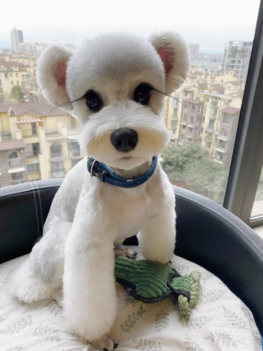 浅椒盐色雪纳瑞❤️飞耳雪纳瑞