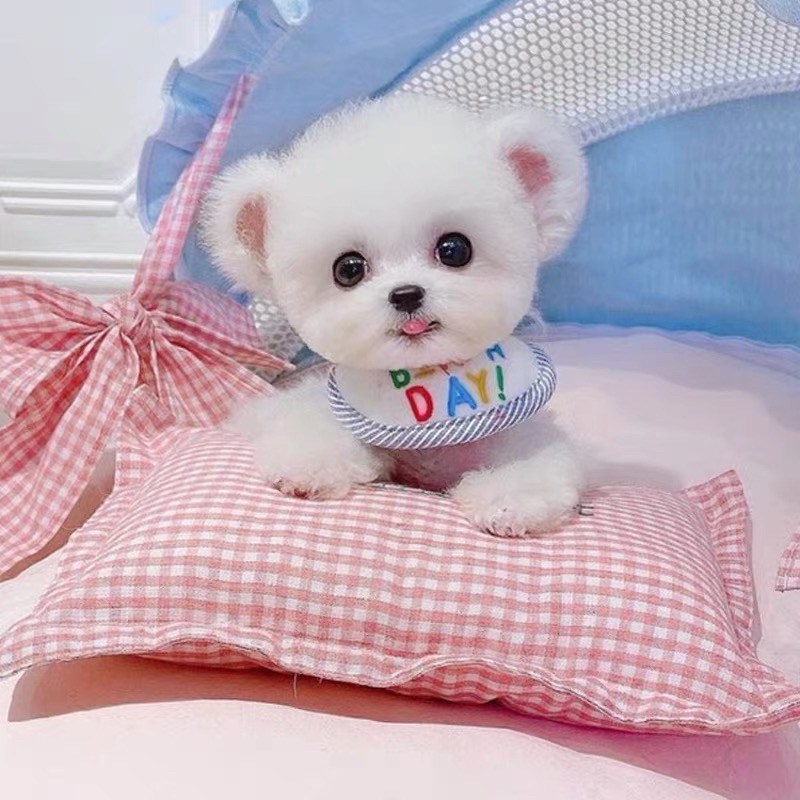 飞耳比熊幼犬，白色萌宠，乖巧可爱，生日氛围感满满