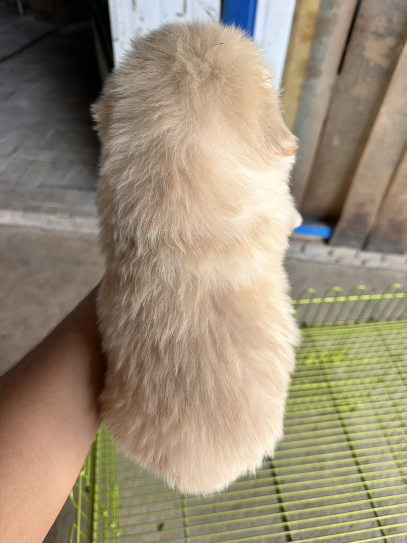 金毛幼犬，可爱活泼，性格温顺，适合家庭养殖