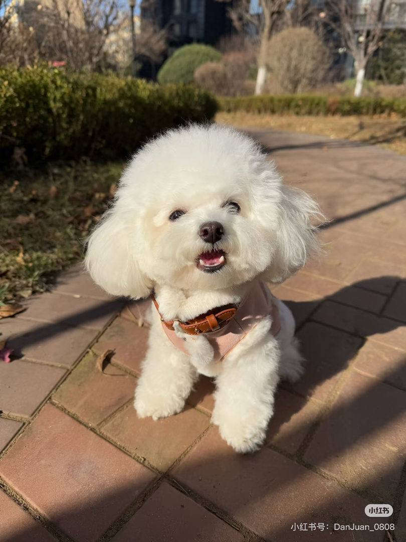 比熊