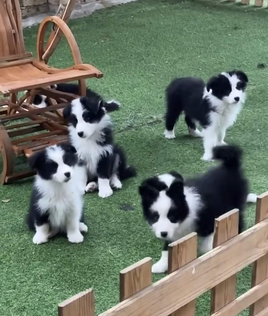 边境牧羊犬幼犬,黑白相间,聪明伶俐,活力满满