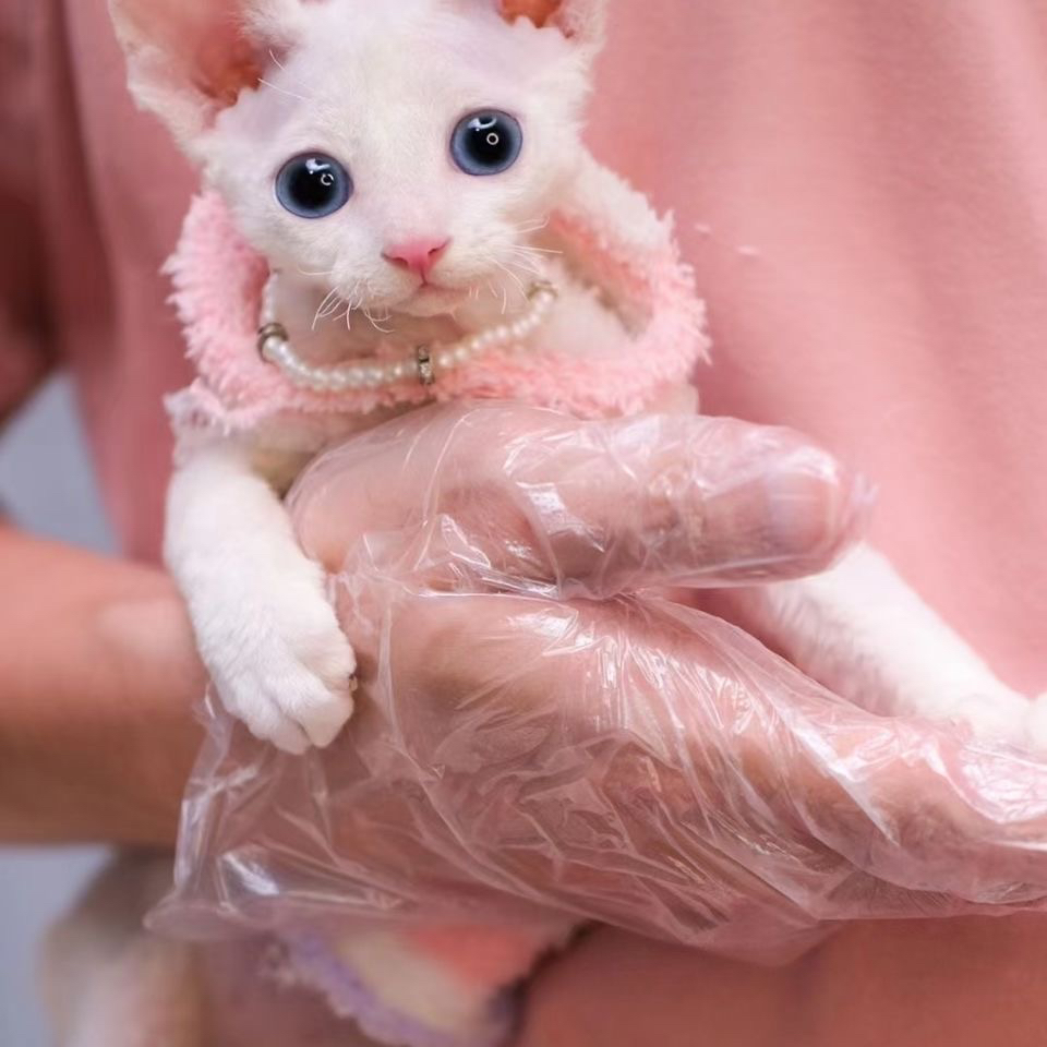 韩版德文猫❤️网红双血统德文猫