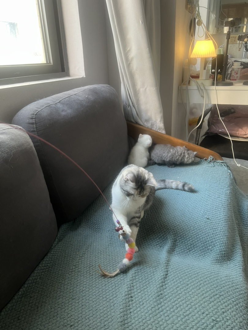 米努特猫 幼崽蹲新家 大爆毛甜美可爱