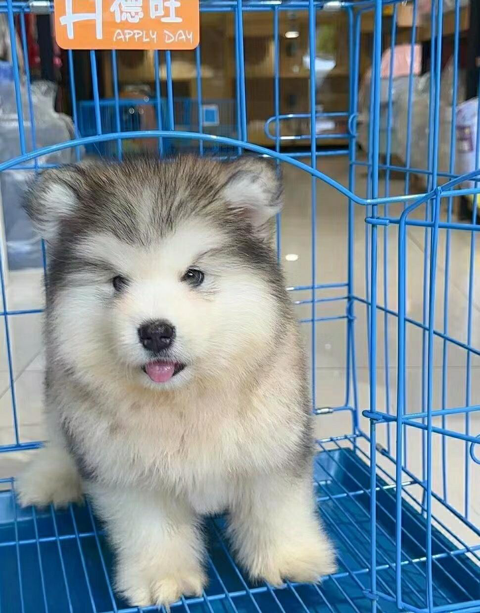 双血统可办理证书芯片阿拉斯加雪橇犬