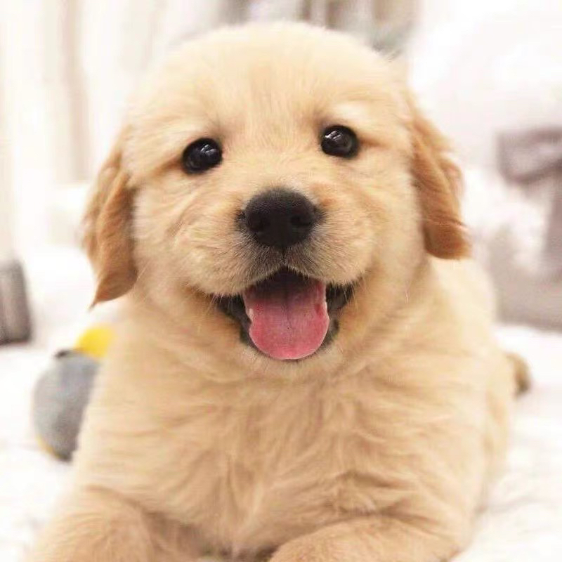 双血统金毛犬❤️带证书芯片
