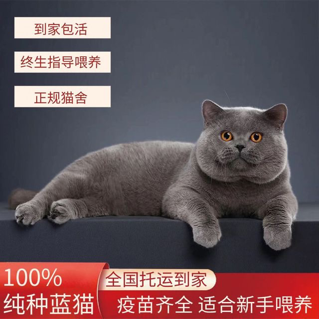 高端蓝猫淘气三千问