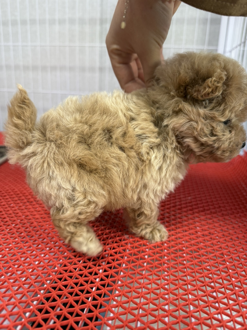 小体萌系泰迪熊