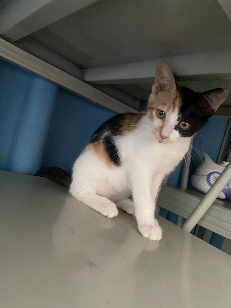 三花猫