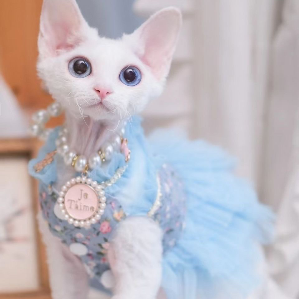 韩版德文猫❤️网红双血统德文猫