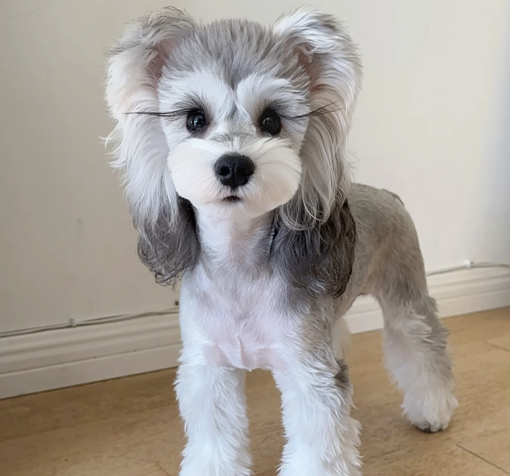 高端米其耳雪纳瑞宝宝