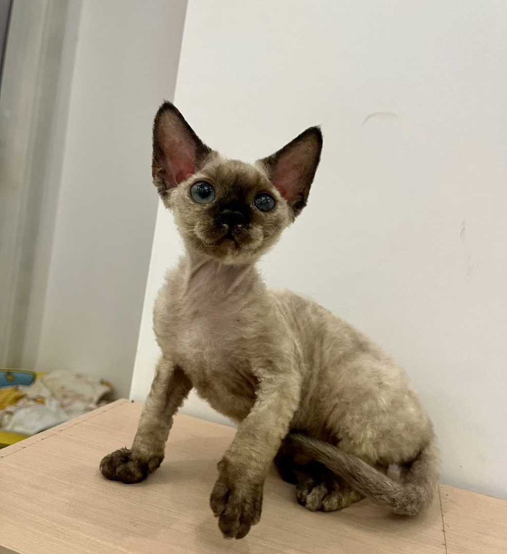 “萌系精灵德文卷毛猫找主人啦🥳不掉毛+超亲人,湛江霞山自提”