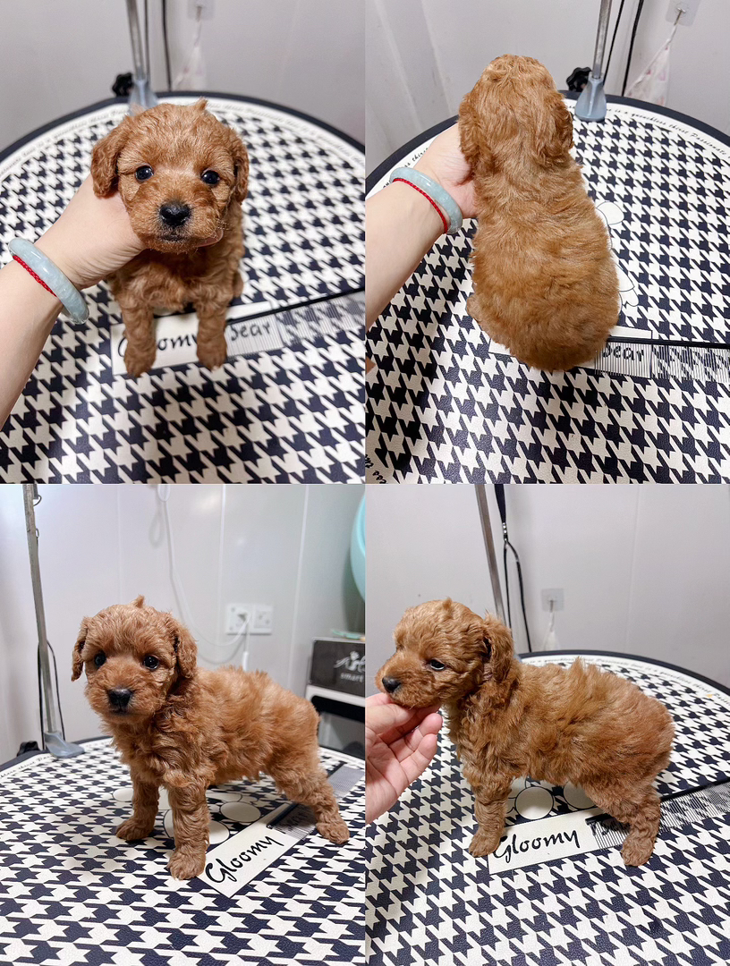 可爱泰迪犬,卷毛萌态十足,小巧温顺,陪伴好伙伴