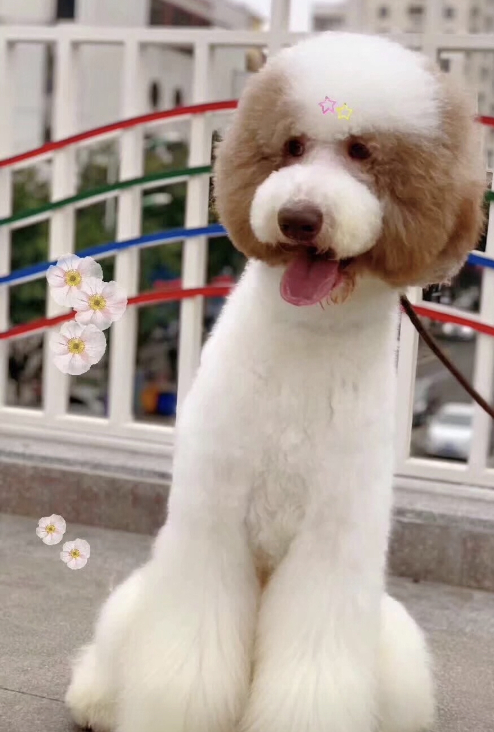 花色巨贵犬❤️疫苗齐全❤️全国发货