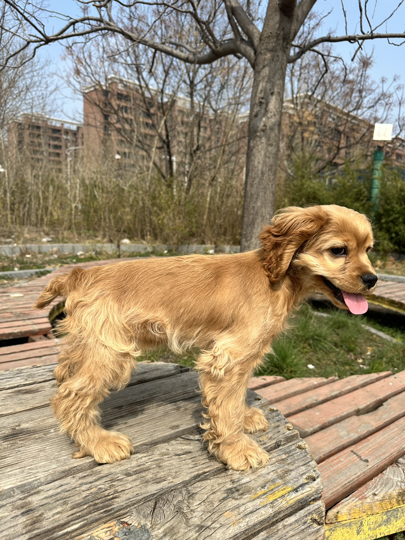 可卡犬幼犬,金黄卷毛垂耳,活泼爱笑温顺粘人,家庭伴侣优选