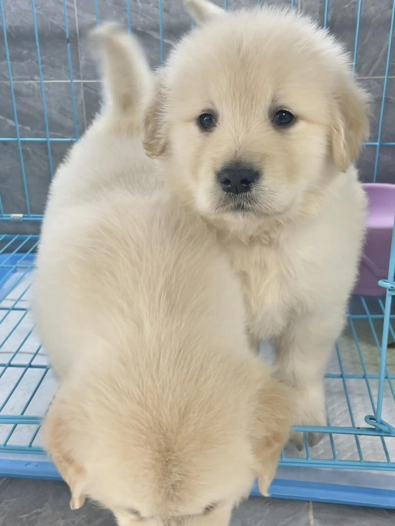 金毛幼犬，可爱活泼，性格温顺，适合家庭养殖