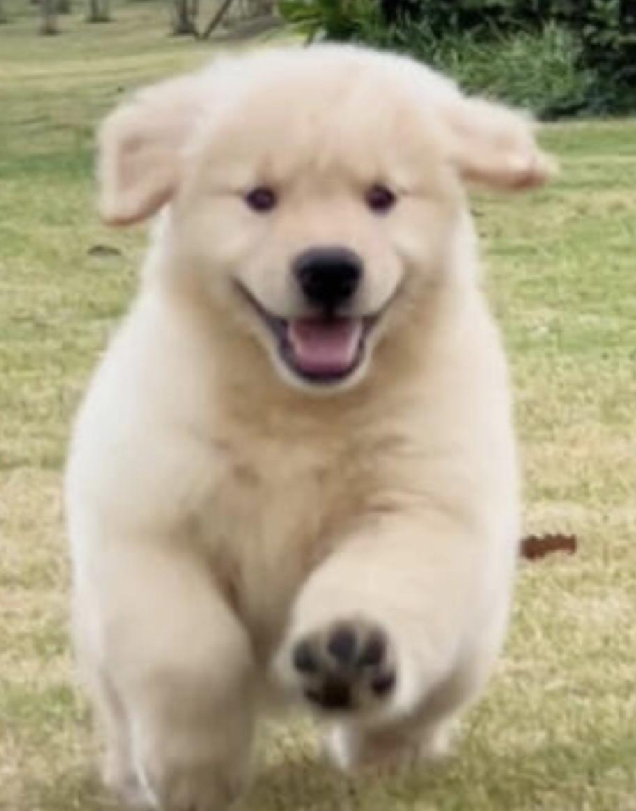 赛级金毛犬❤️带证书芯片