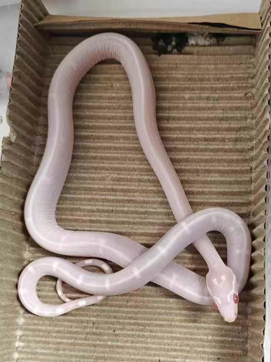 雪白无鳞 22克 包开食