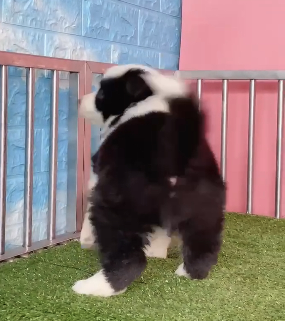 双血统带证书❤️边境牧羊犬纯种🔥高端货