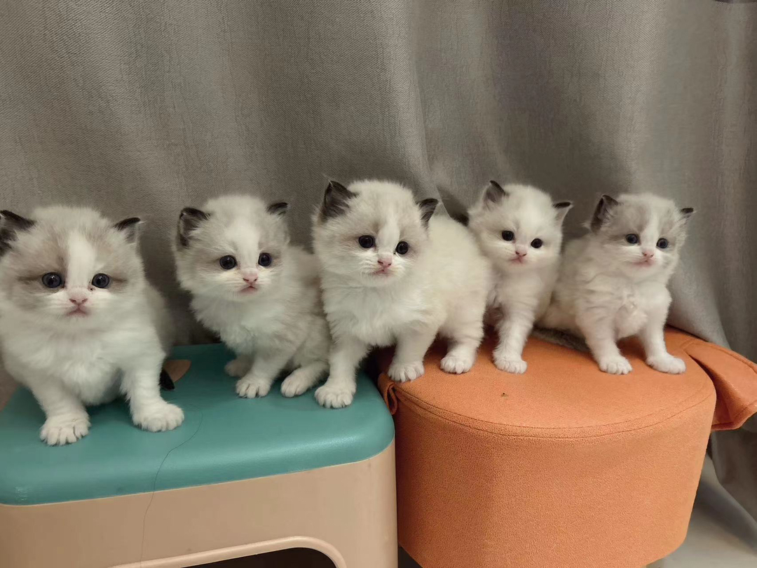 可爱布偶猫幼崽,颜值超高,性格温顺,理想的宠物伴侣