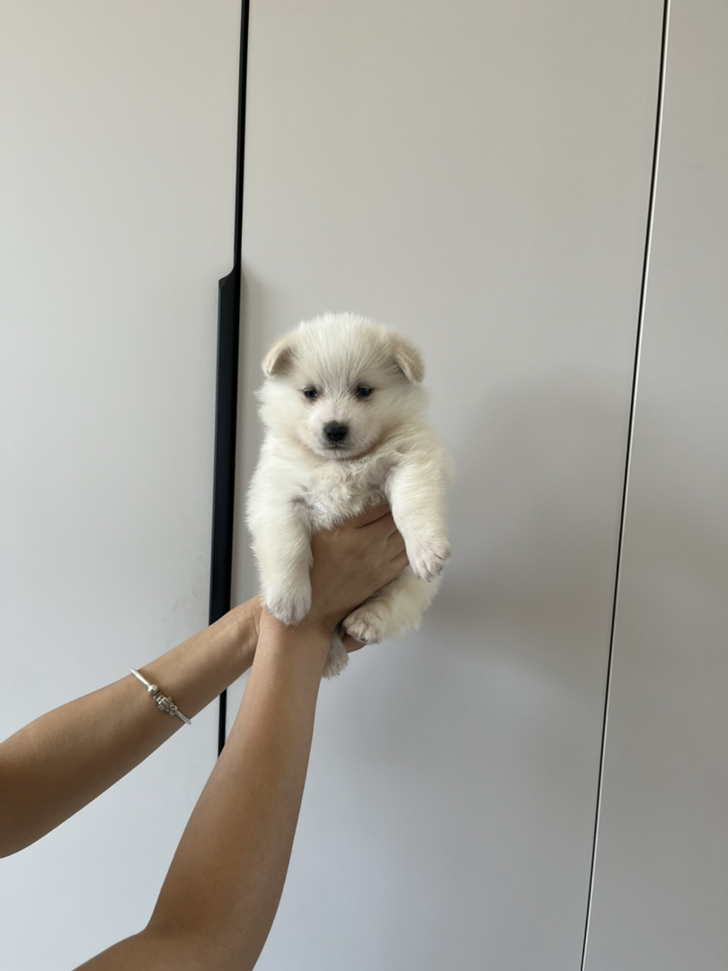 可爱精品超小体萨摩幼犬，颜值超高，小巧玲珑萌翻你