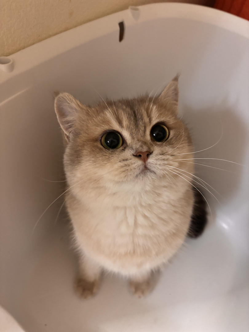 家里的猫自己生了四只，现在剩下一只母猫小可爱