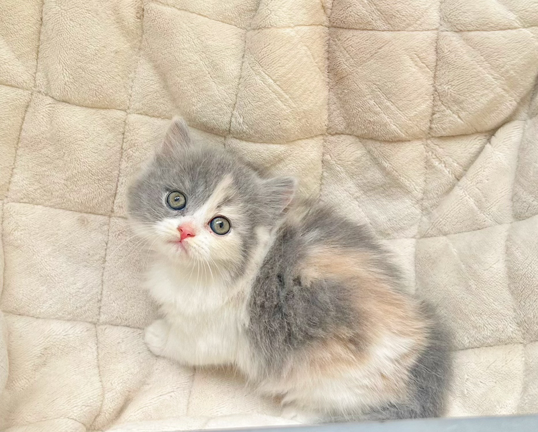 拿破仑三花妹妹