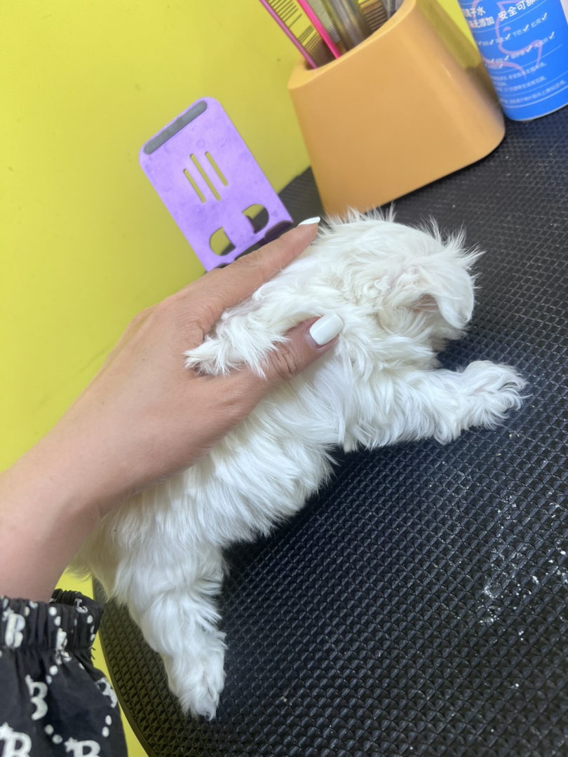 马尔济斯弟弟 潦草图