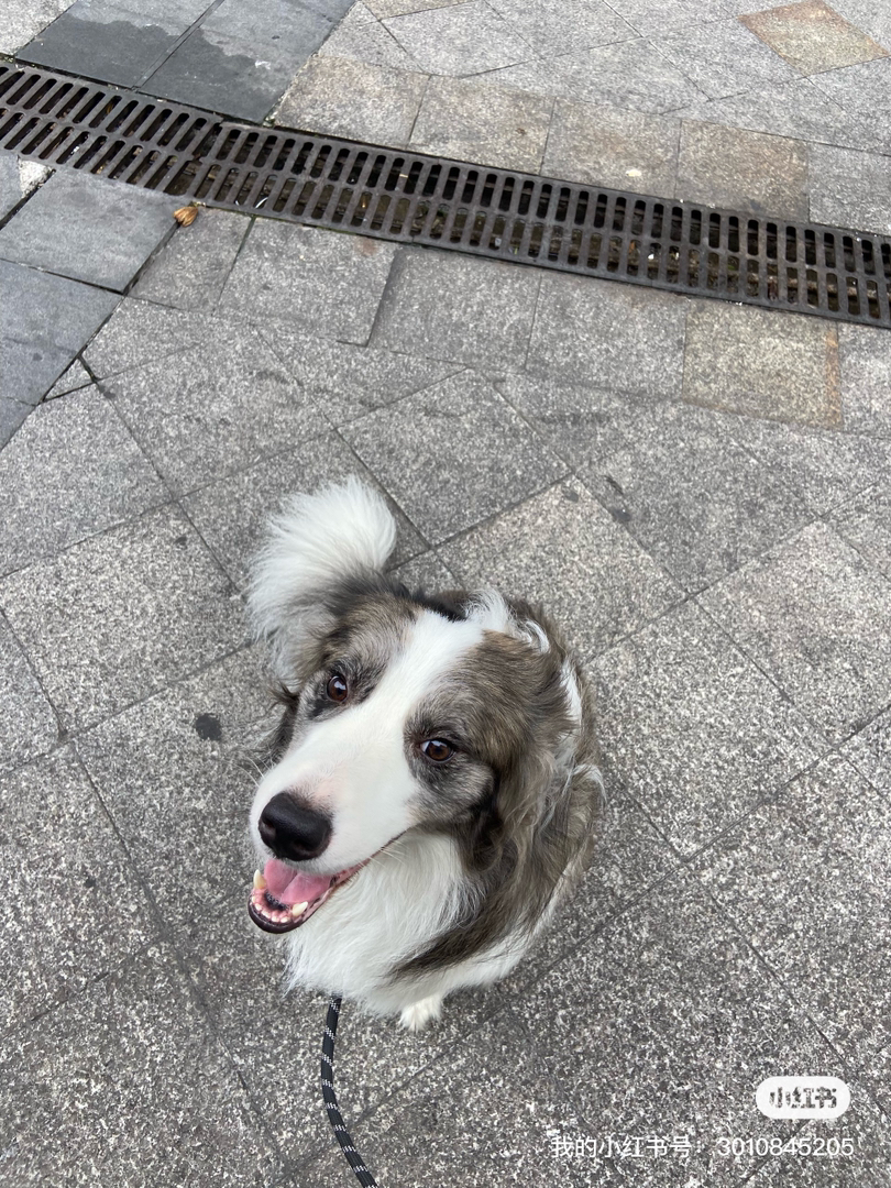 双血统边牧稀有色宝宝预售