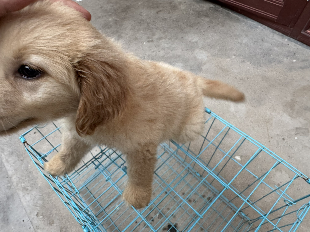 金毛幼犬，毛发蓬松，性格温顺，可爱萌宠首选