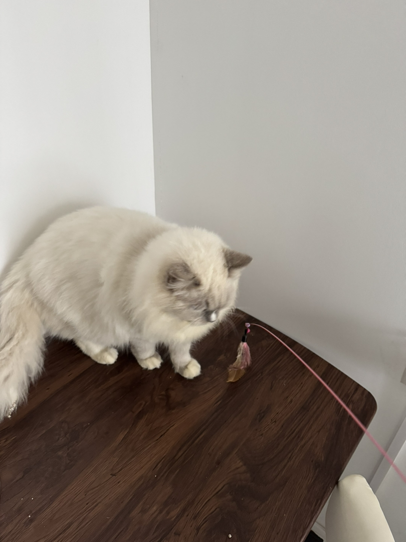 重点色布偶猫  大胖子巨肥   现有14斤  蓝眼睛五粉满背无病无藓