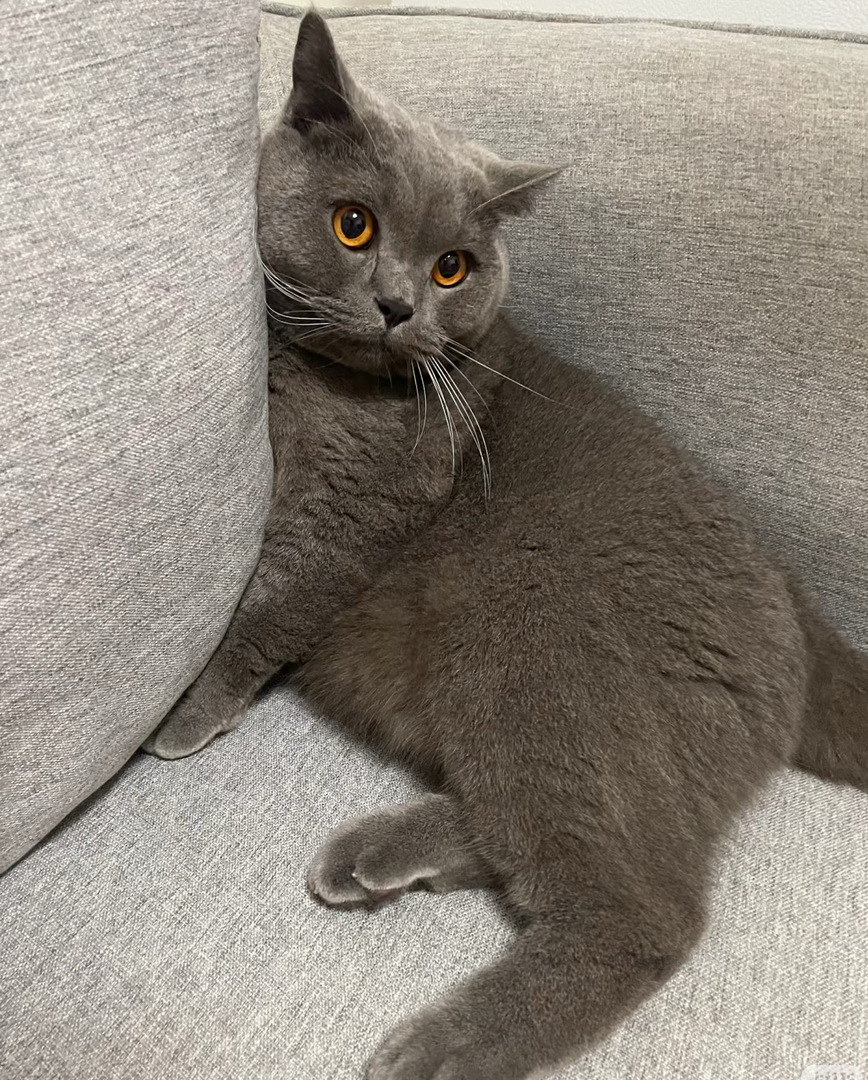 英国短毛猫