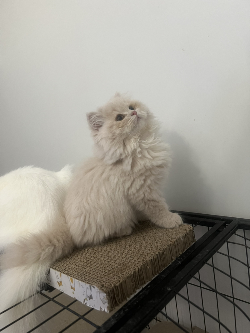 米努特稀有色高地弟弟