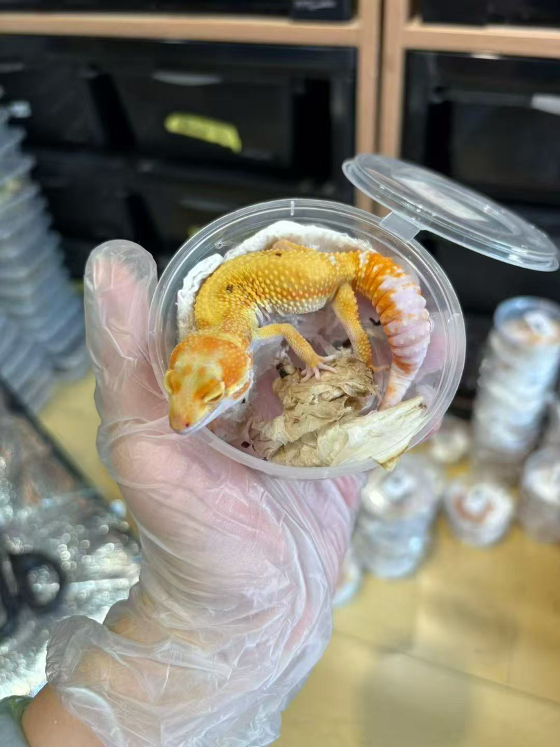 豹纹守宫苗子压成包邮包活包风险好养适合新手可一图一物挑选