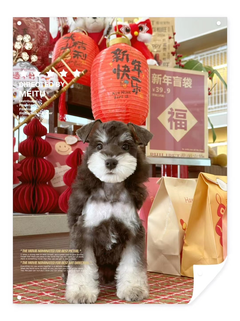 新年福利米其耳雪纳瑞疫苗齐全4个月