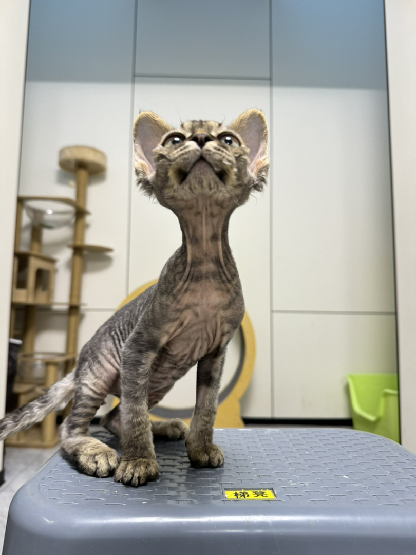 德文短毛虎斑弟弟，