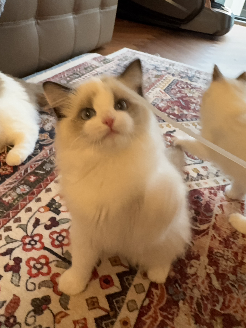 纯种赛级布偶猫，性格好，脾气好，省心好养活