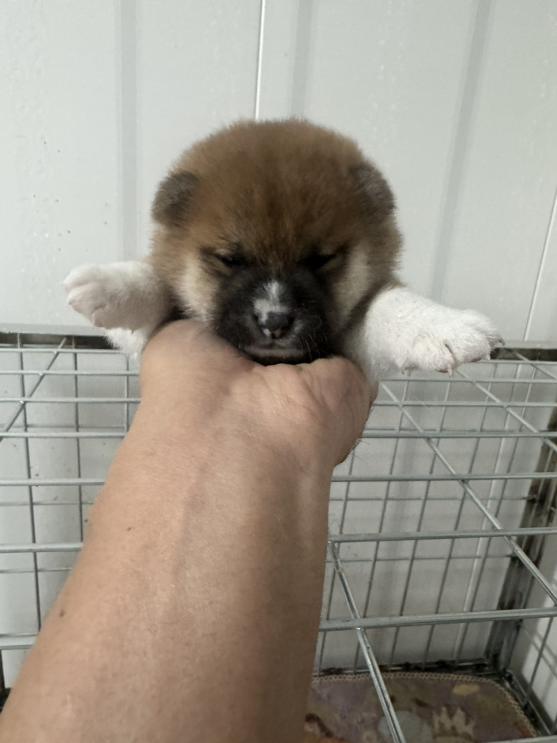 日本豆柴犬体型够小