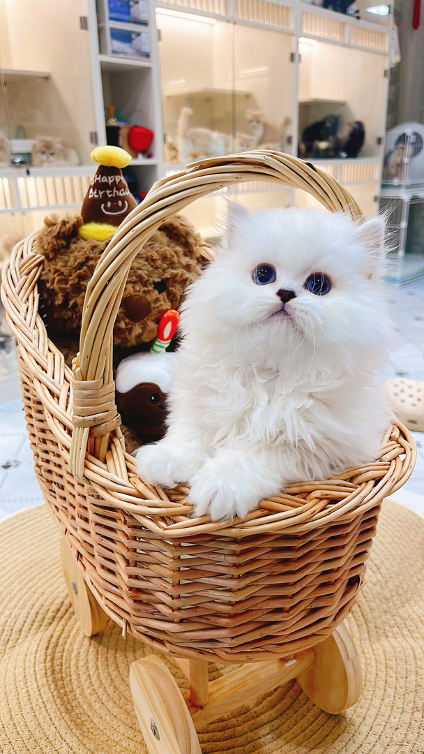 高地银点猫,雪白蓬松毛,湛蓝眼眸,乖巧灵动,温顺粘人,家庭陪伴佳选