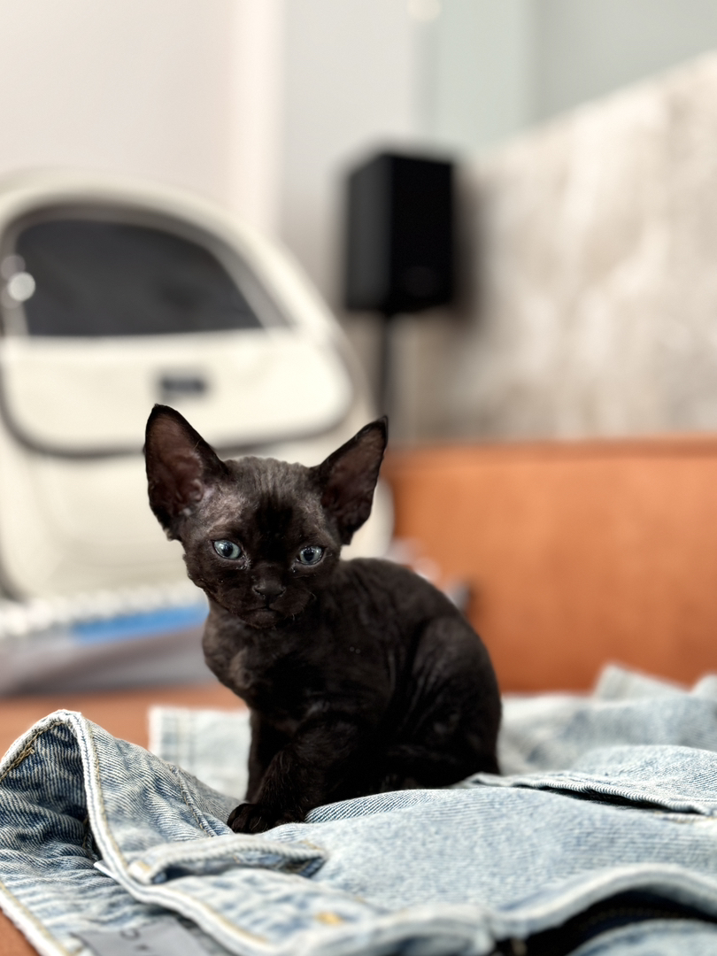 德文卷毛猫幼崽，可爱灵动，独特卷毛，尽显萌态