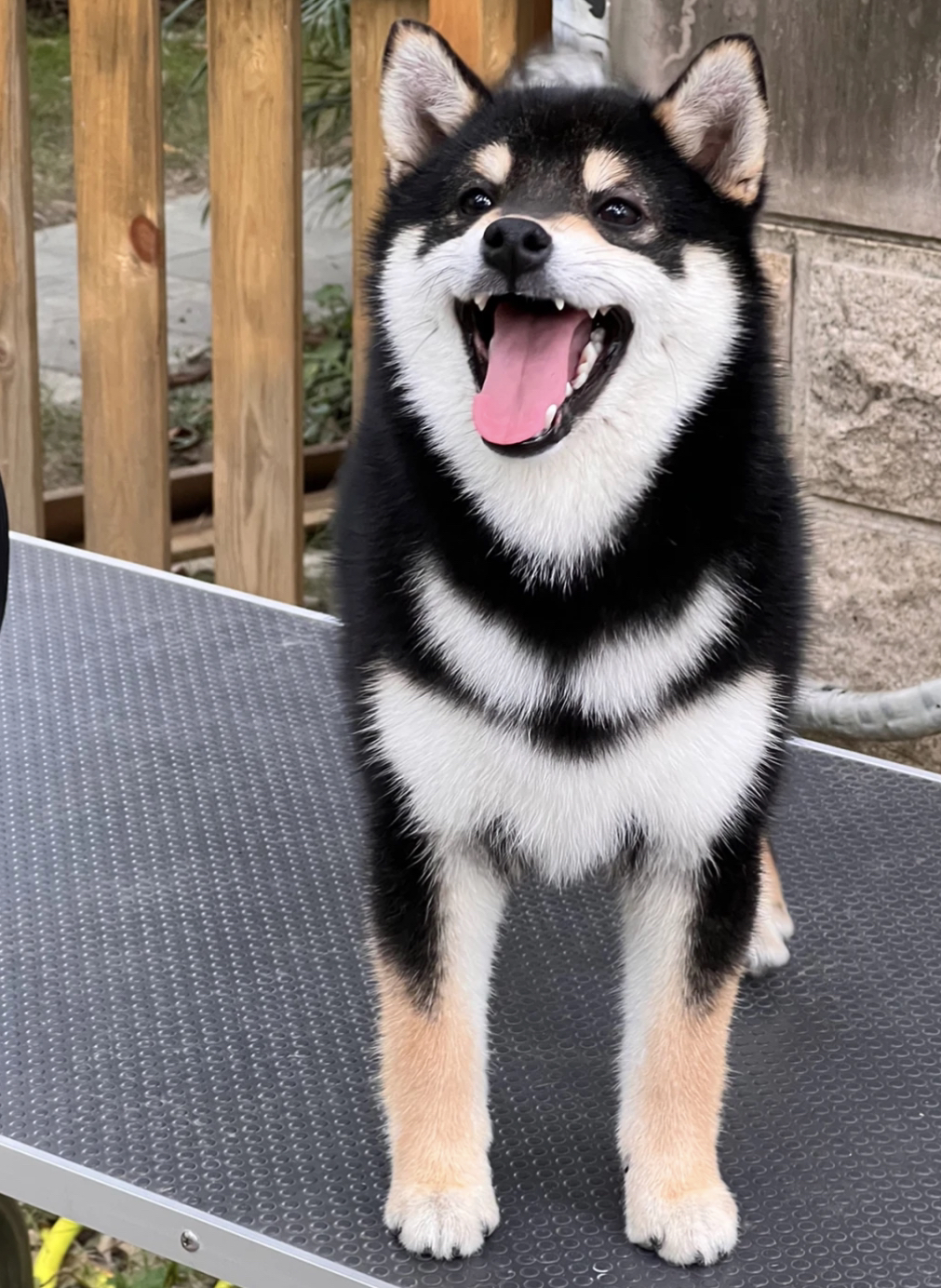 双血统黑色柴犬