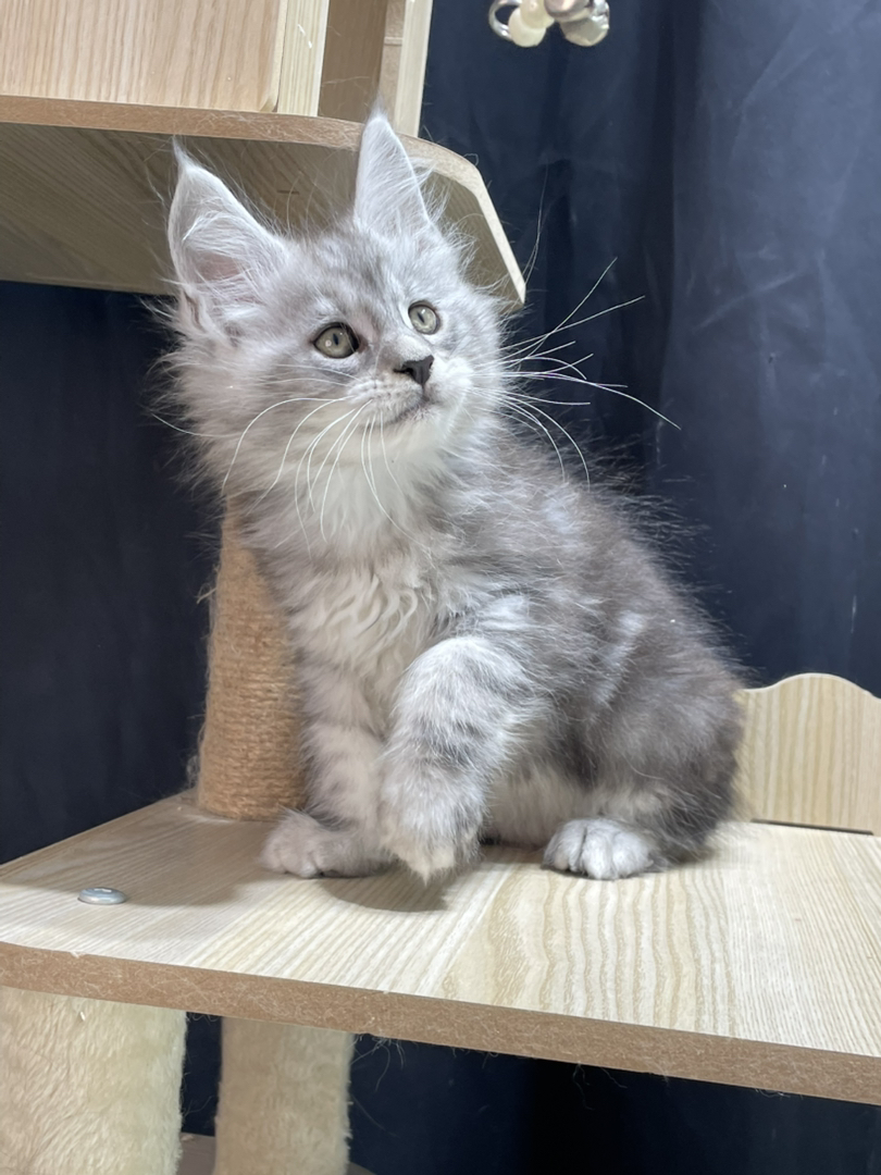 银虎弟弟,父亲11色,妈妈高银