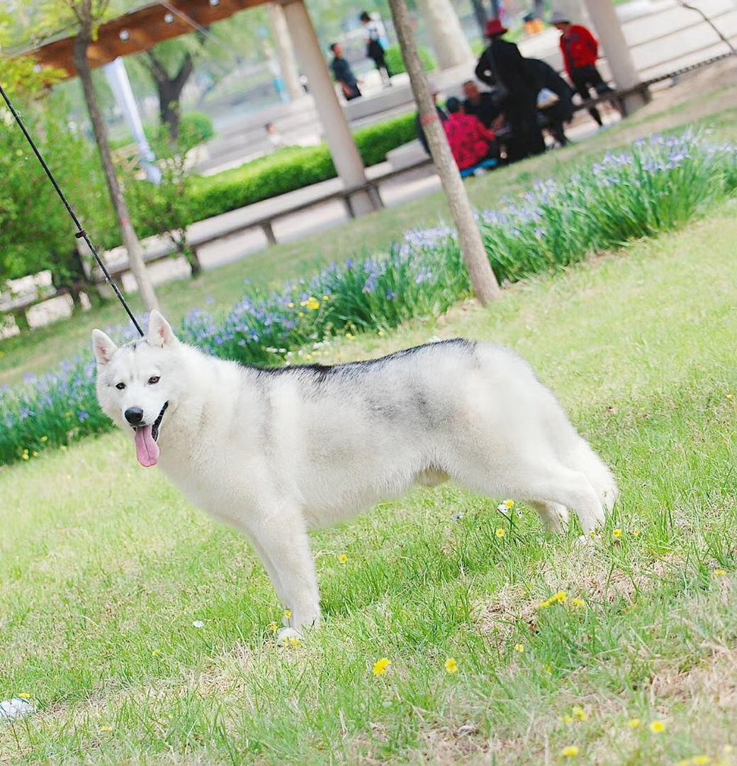亮灰色哈士奇❤️双血统带证书➕芯片