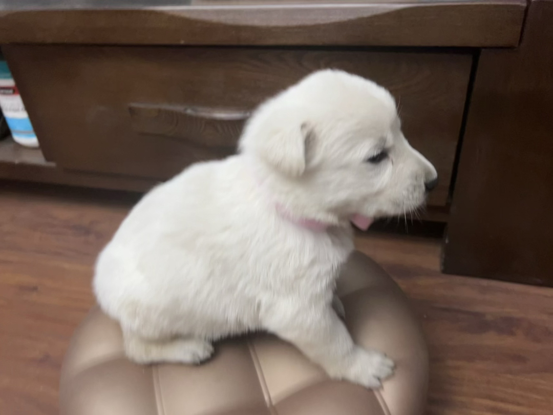 瑞牧幼犬，毛色如雪，聪明伶俐，陪玩好狗