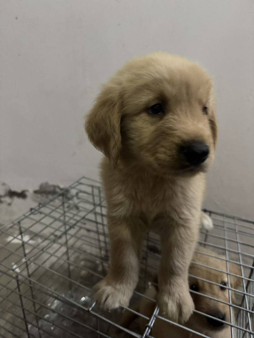金毛幼犬，可爱活泼，性格温顺，适合家庭养殖