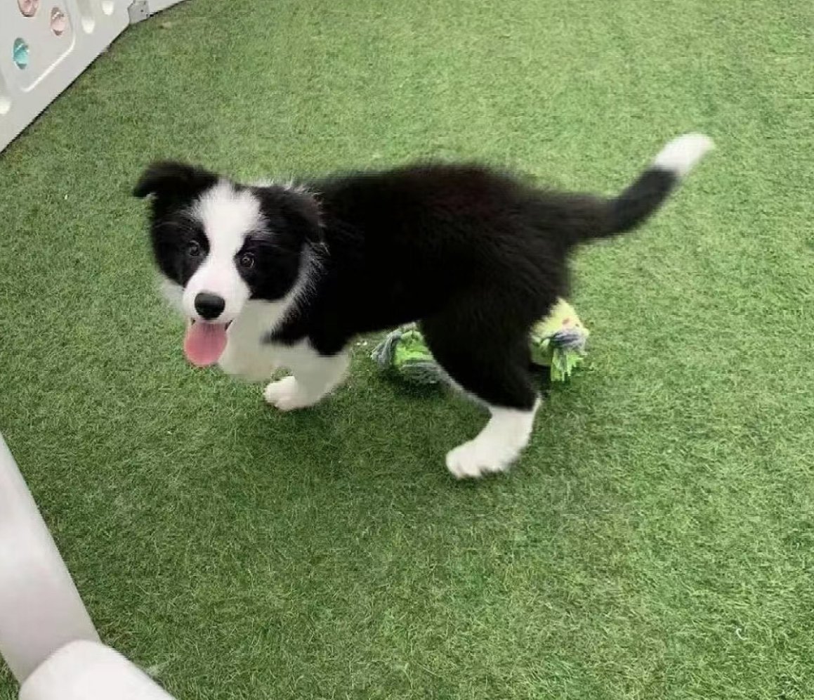 网红边境牧羊犬❤️平台推荐赛级边牧