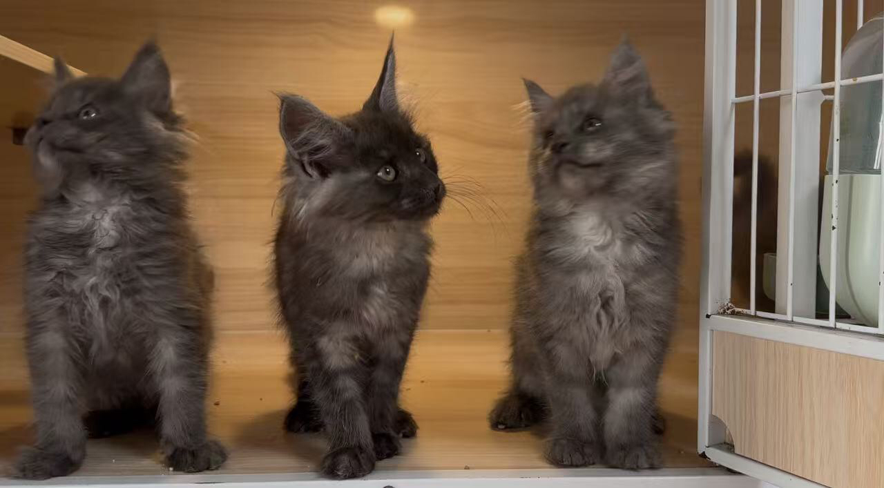 家养烟熏缅因猫
