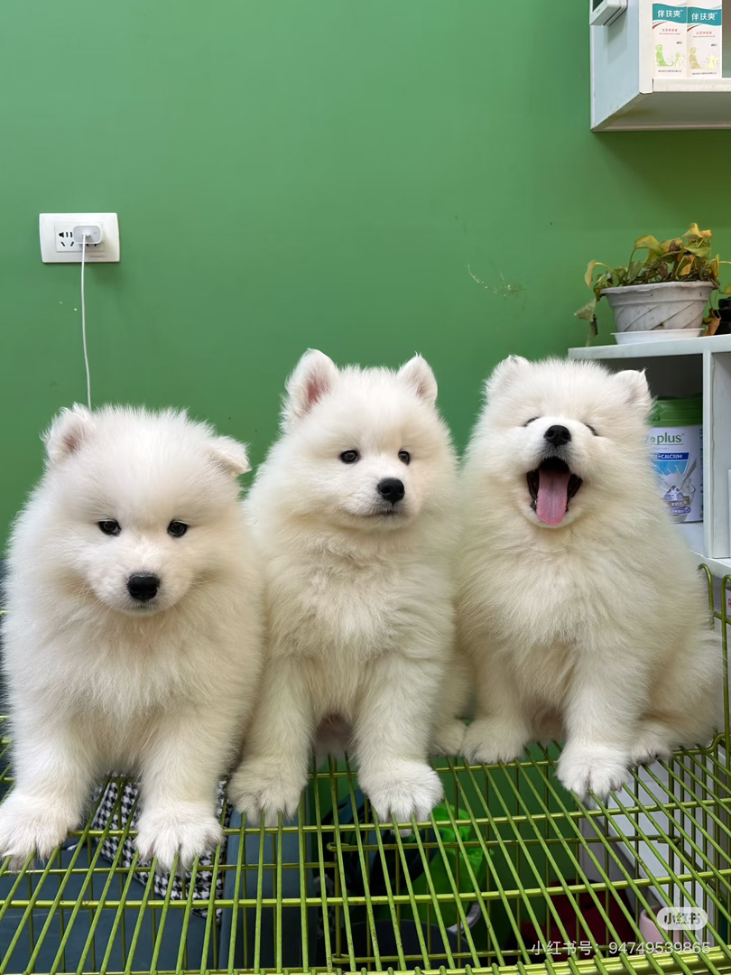 可爱萨摩耶幼犬，雪白毛发颜值高，温顺乖巧好伴侣