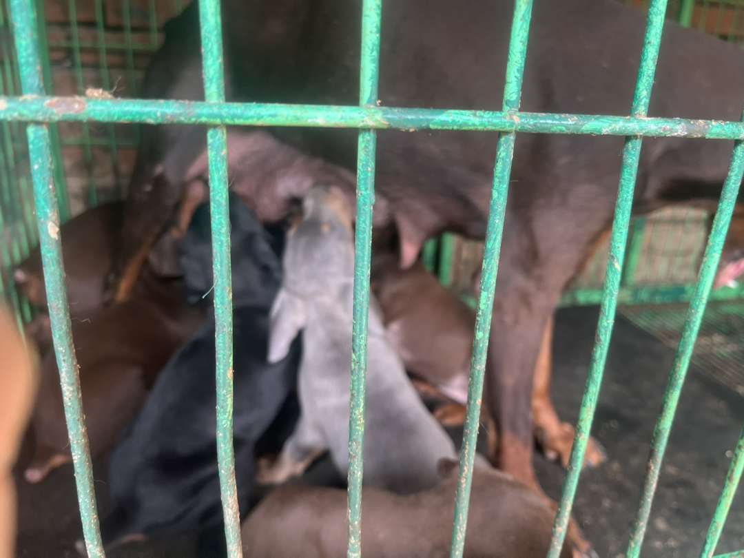 杜宾犬