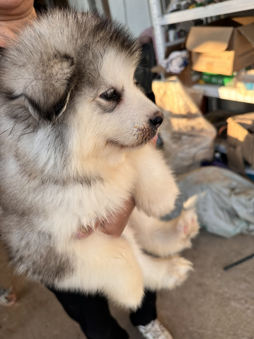 阿拉斯加幼犬，毛厚可爱，性格友好，绝佳陪伴宠物