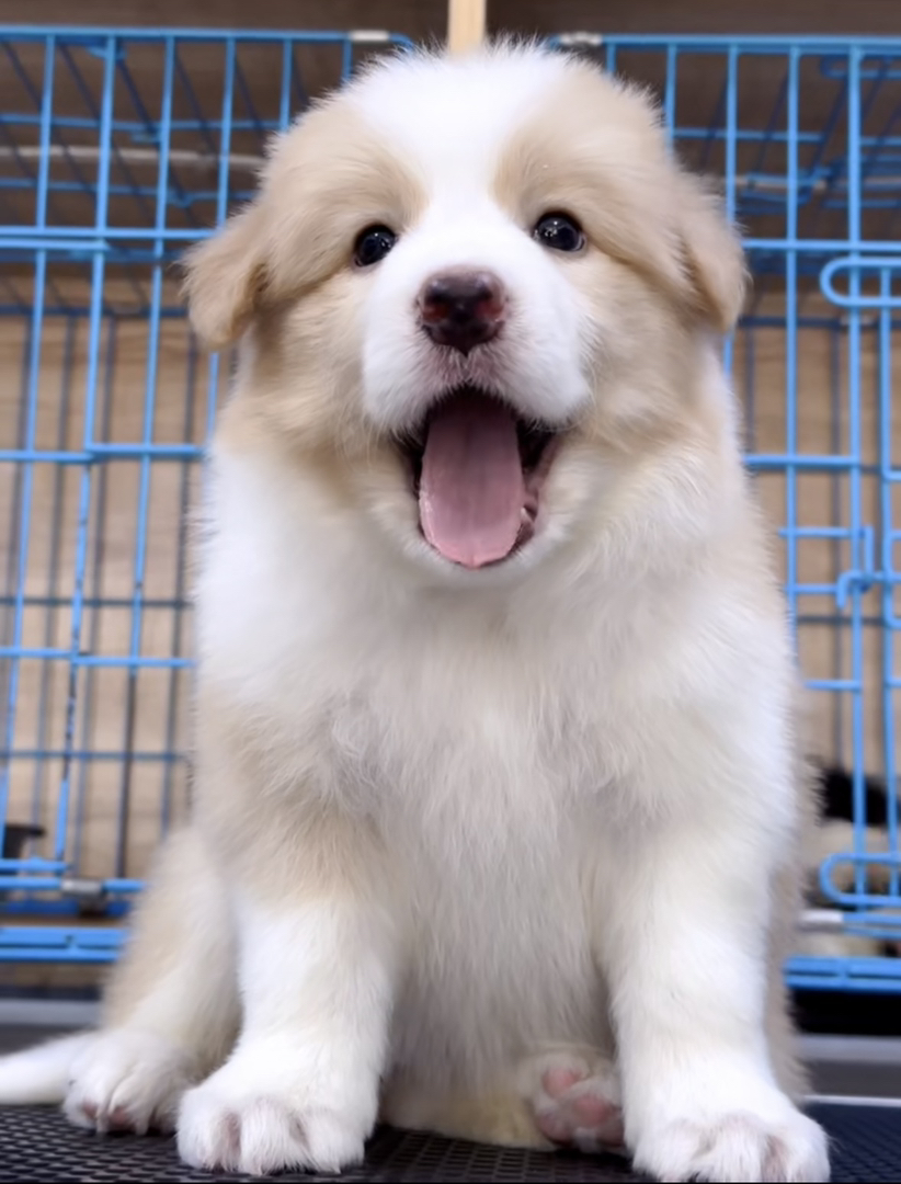 边境牧羊犬